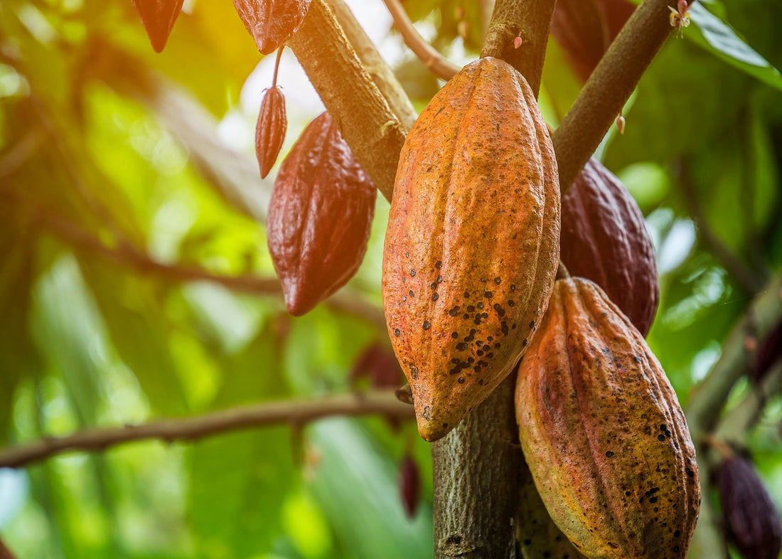 Benefits of Pure Cacao